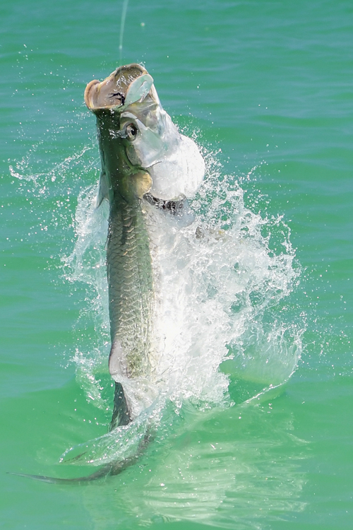 Tarpon Fly Fishing Guide Tampa Bay Sarasota St. Petersburg Barbed
