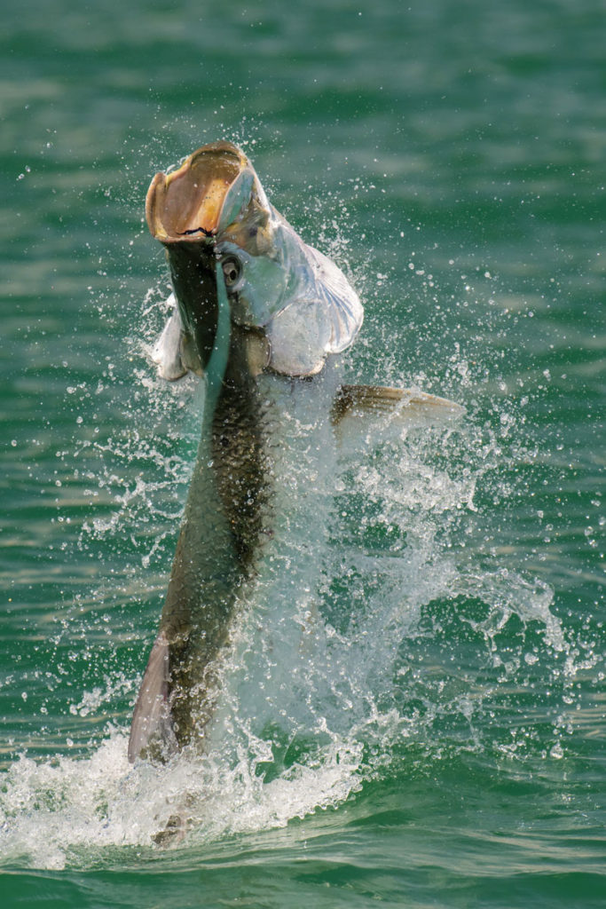 Tarpon Fly Fishing Guide Tampa Bay Sarasota St. Petersburg Barbed