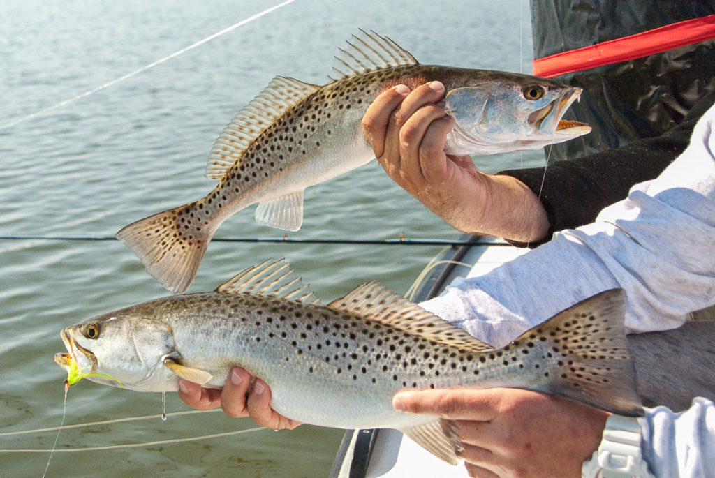Speckled Trout Barbed Steel Charters, Inc.